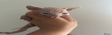 Sphynx Kitten 2