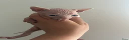 Sphynx cats for sale: Canadian sphinx  - Advert 7