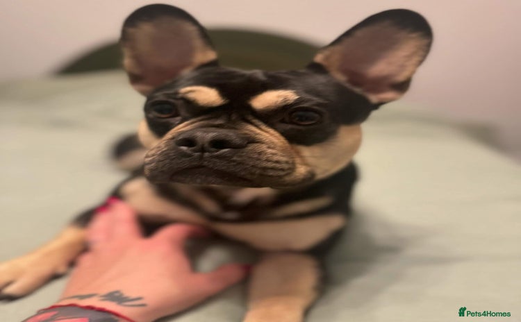 French Bulldog dogs 2 years old Frenchie for adoption  - Advert 1