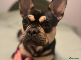 French Bulldog dogs 2 years old Frenchie for adoption - Advert 1