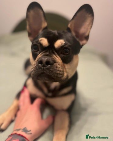 French Bulldog dogs 2 years old Frenchie for adoption - Advert 1