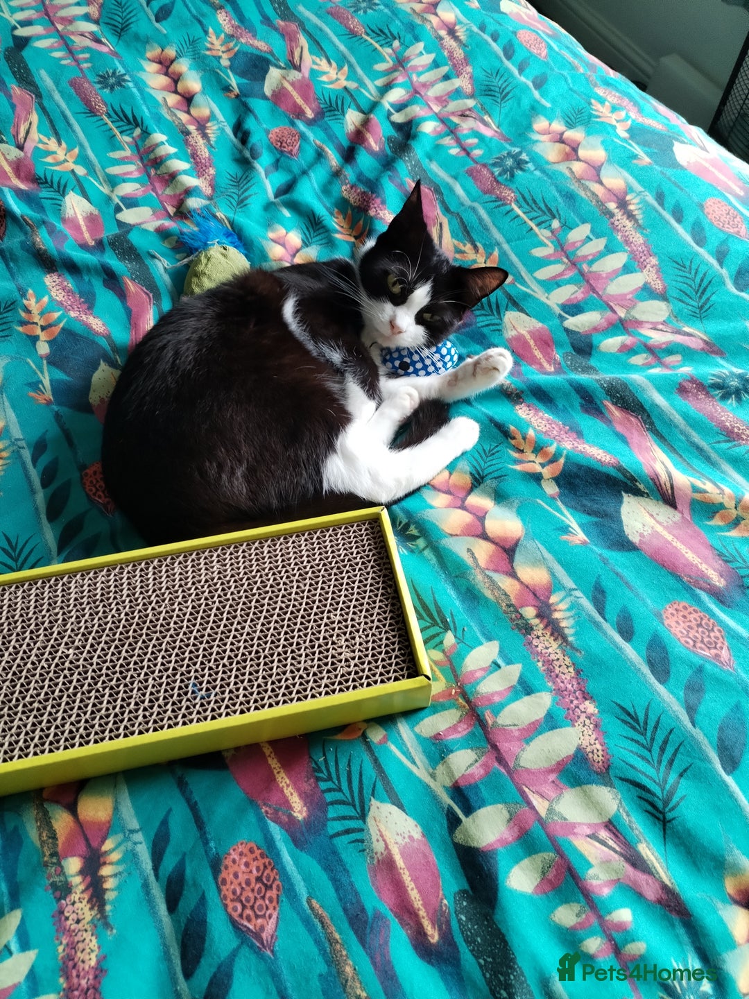 Domestic Shorthair cats for sale: Lovely little cat  - Image 5