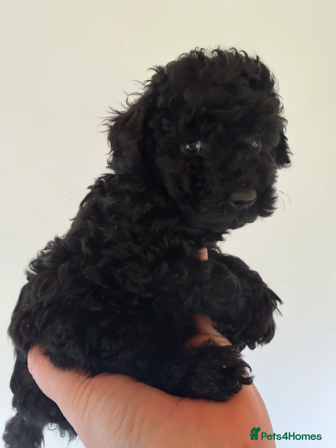 Mixed Breed dogs for sale: Poodle puppies - Advert 32