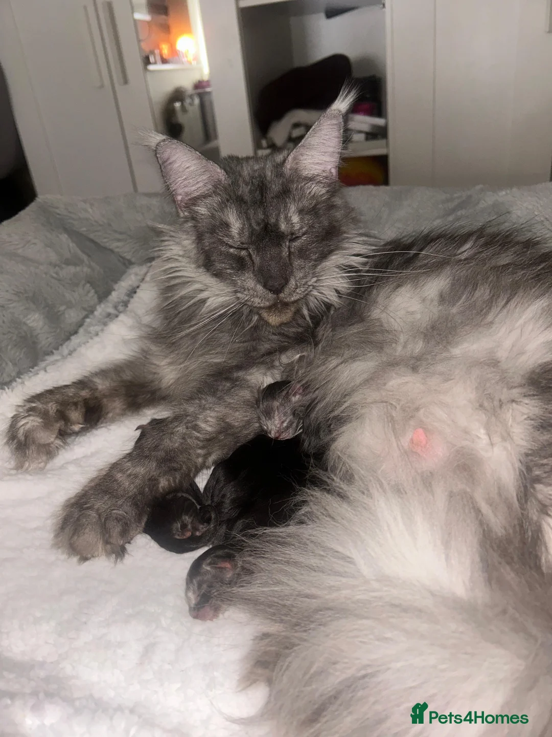 Maine Coon cats for sale: Female maine coon kitten ready to leave now in Widnes - Advert 2