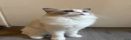 Ragdoll cats for sale: GCCF Registered Active Female Ragdoll Cat in London - Advert 3