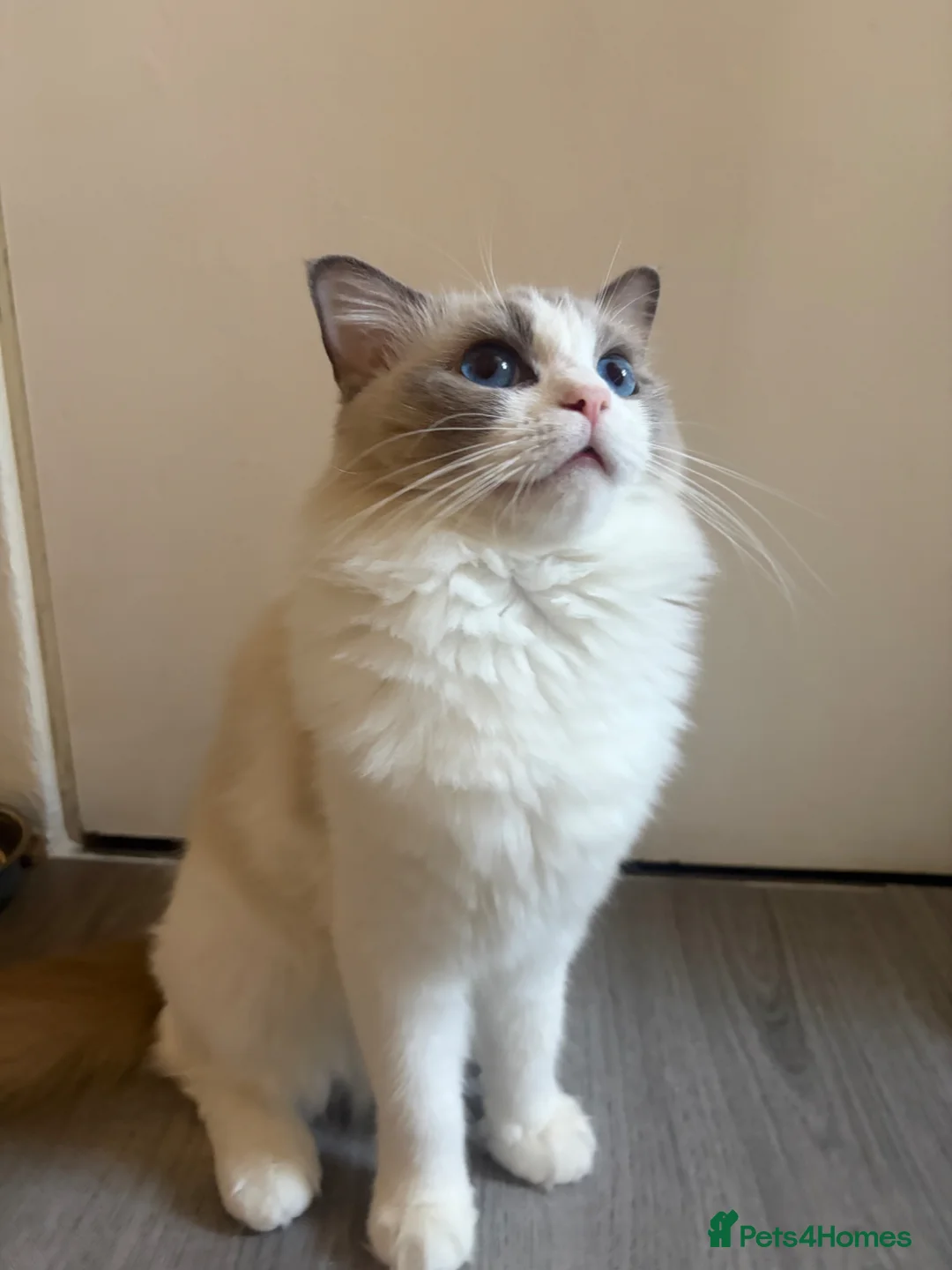 Ragdoll cats for sale: GCCF Registered Active Female Ragdoll Cat in London - Advert 3