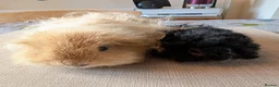 Guinea Pig rodents for sale: Gorgeous bonded boys  - Advert 1