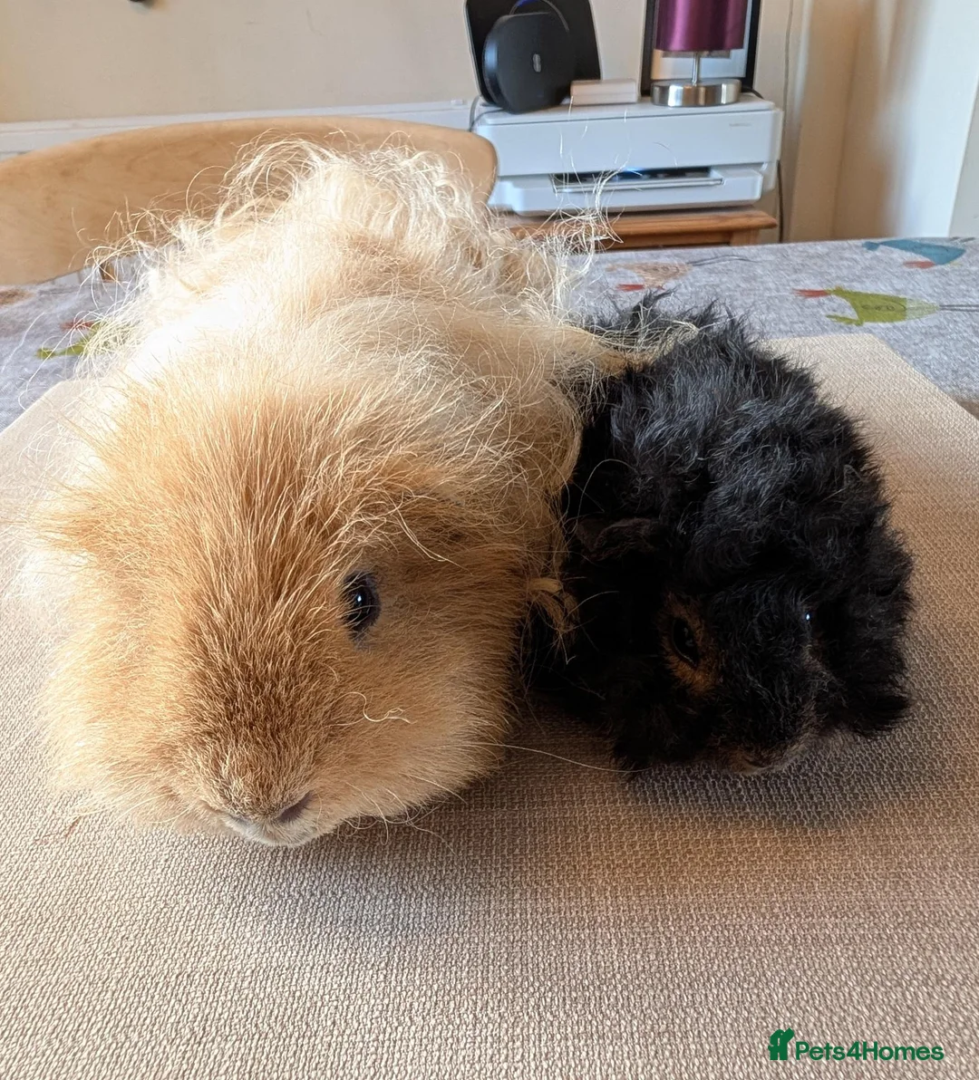 Guinea Pig rodents for sale: Gorgeous bonded boys  - Advert 1