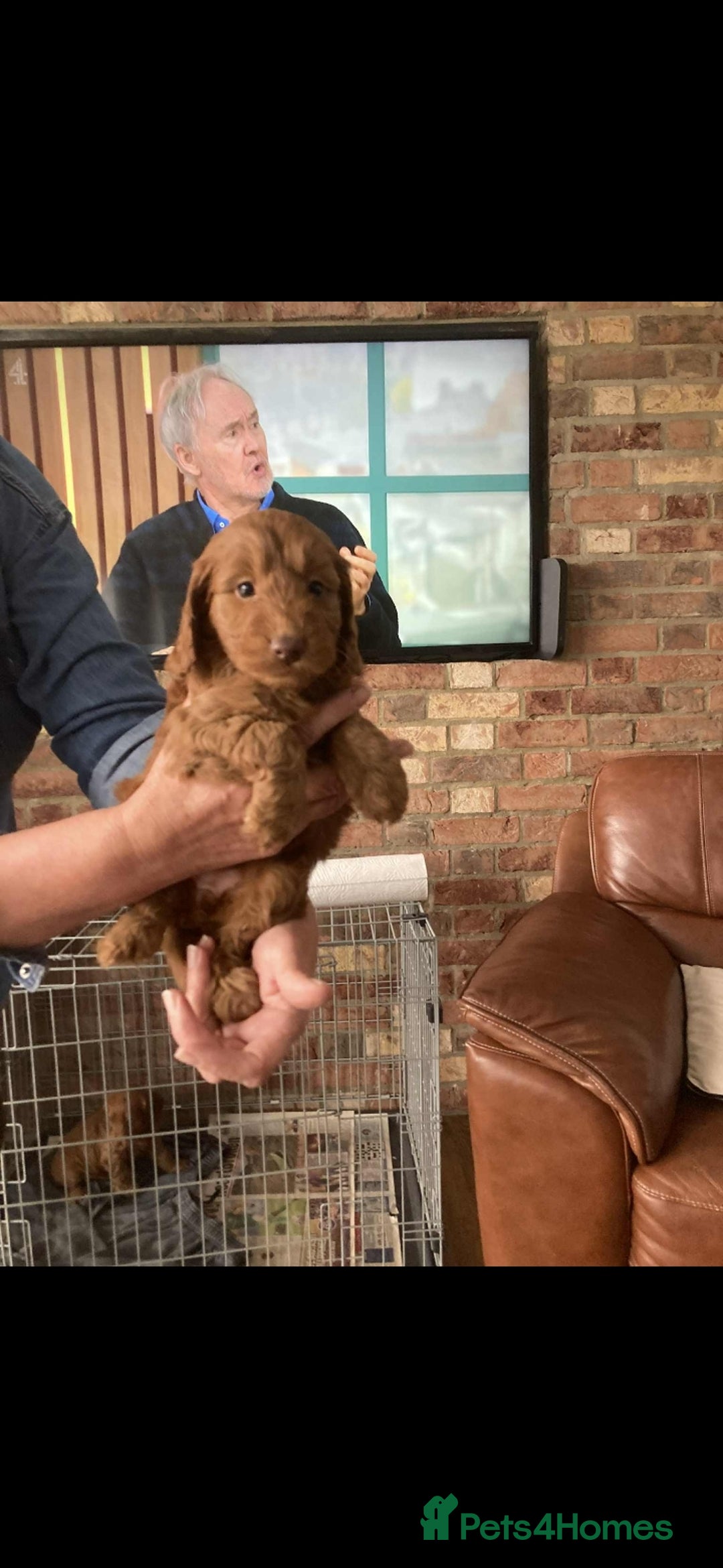 Cockapoo dogs for sale: Cockapoo puppies  - Image 4