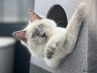 Mixed Breed cats Ragdoll mix girl needs new home - Advert 1