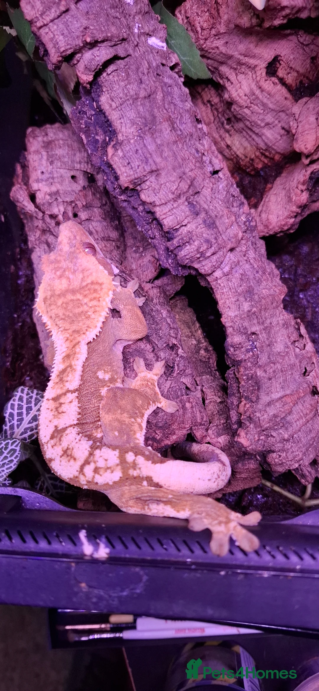 Tarantulas invertebrates for sale: Tarantulas c versicolor and gbb with enclosures - Advert 2