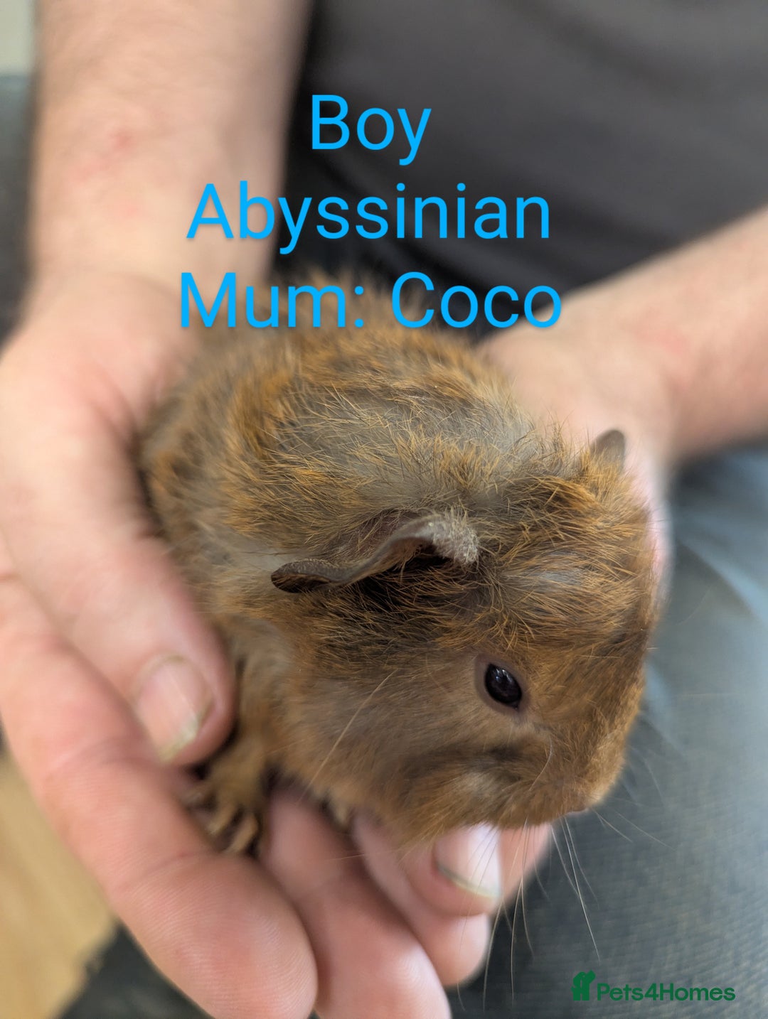 Guinea Pig rodents for sale: Stunning baby guinea pigs! Lunkarya/Abyssinian/sh  - Image 12