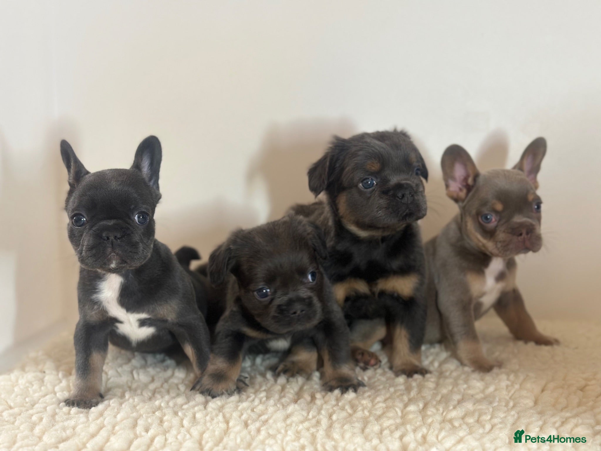 French Bulldog dogs KC Frenchies  - Advert 2