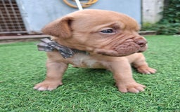 Dogue De Bordeaux dogs for sale: Dogue de Bordeaux pups  - Image 17