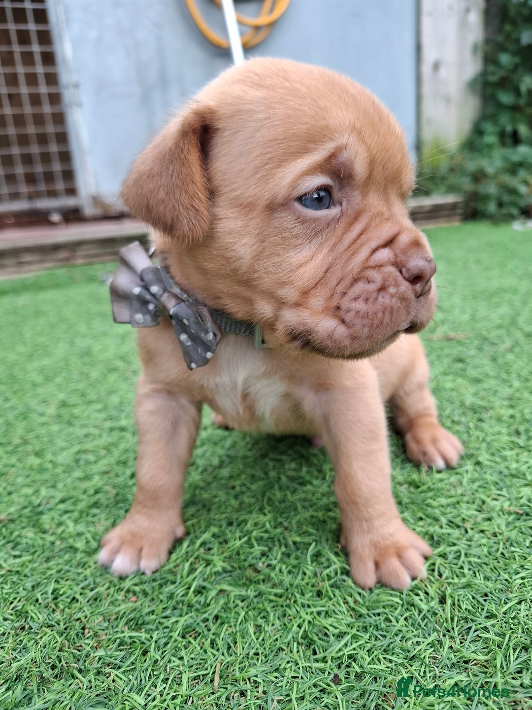 Dogue De Bordeaux dogs for sale: Dogue de Bordeaux pups  - Image 17