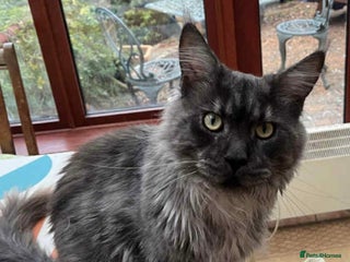 Maine Coon cats - Advert 8