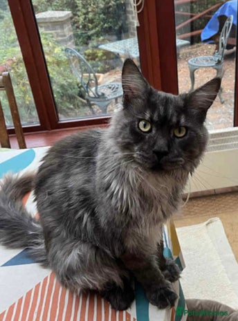 Maine Coon cats - Advert 1