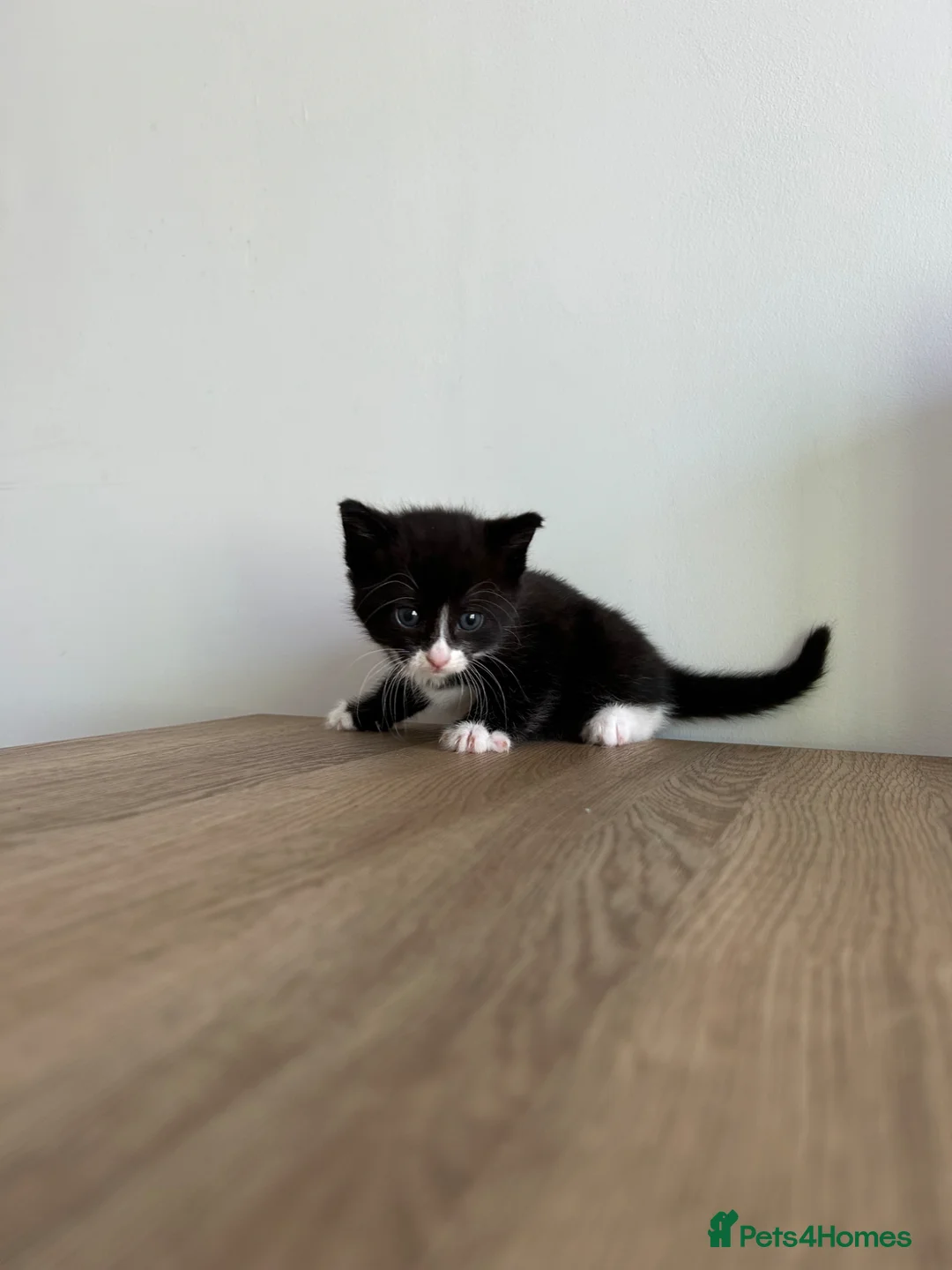 Mixed Breed cats for sale: 3 Fluffy Kittens - Advert 4