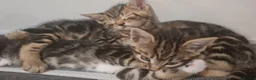 Mixed Breed cats for sale: 2 beautiful kittens left - Advert 25