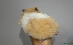 Hamster rodents for sale: Longhaired Rex/Straight Syrian Hamster Babies - Image 6
