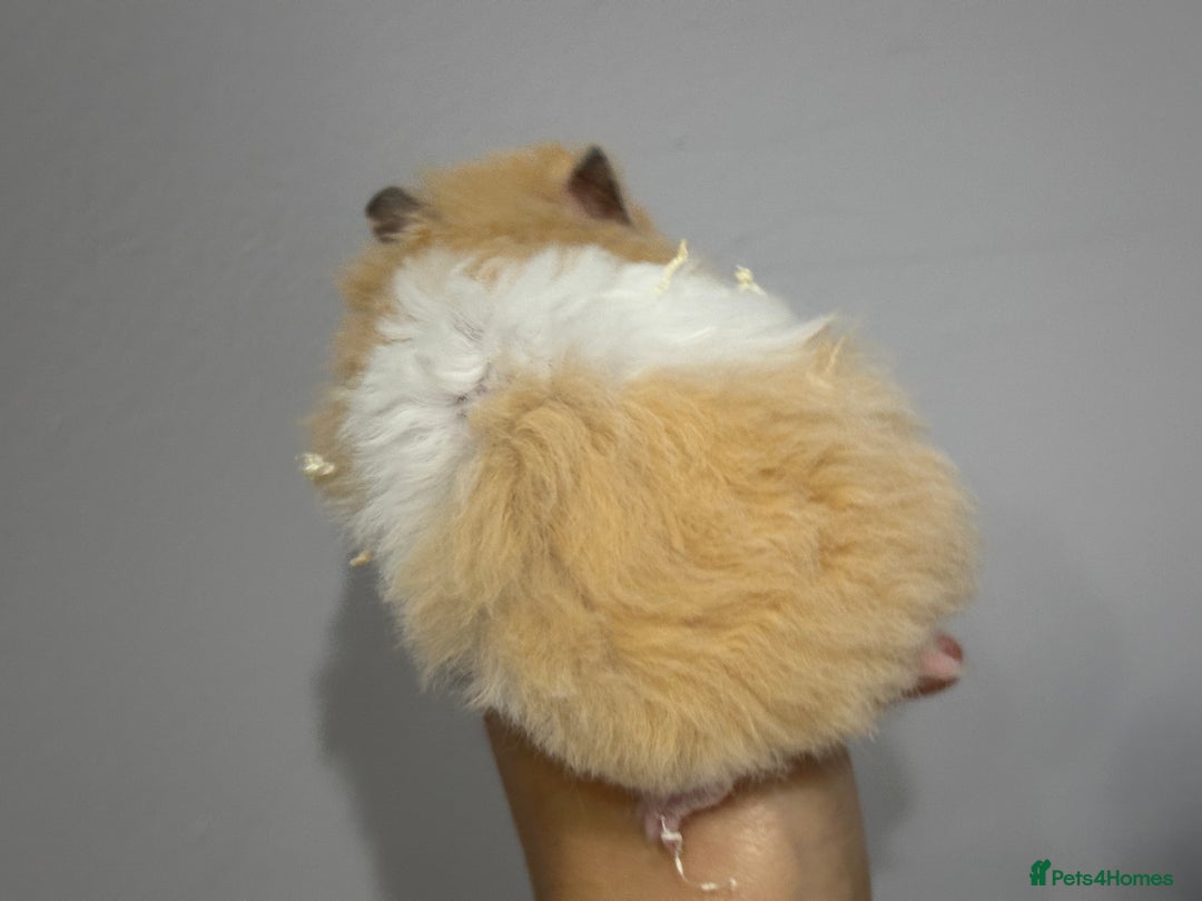 Hamster rodents for sale: Longhaired Rex/Straight Syrian Hamster Babies - Image 6