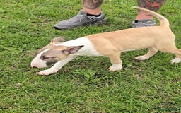 English Bull Terrier dogs for sale: Top Quality Health tested Pups  - Image 5