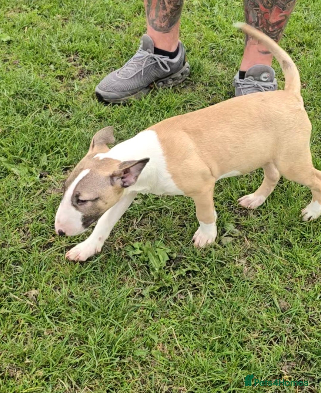 English Bull Terrier dogs for sale: Top Quality Health tested Pups  - Image 5