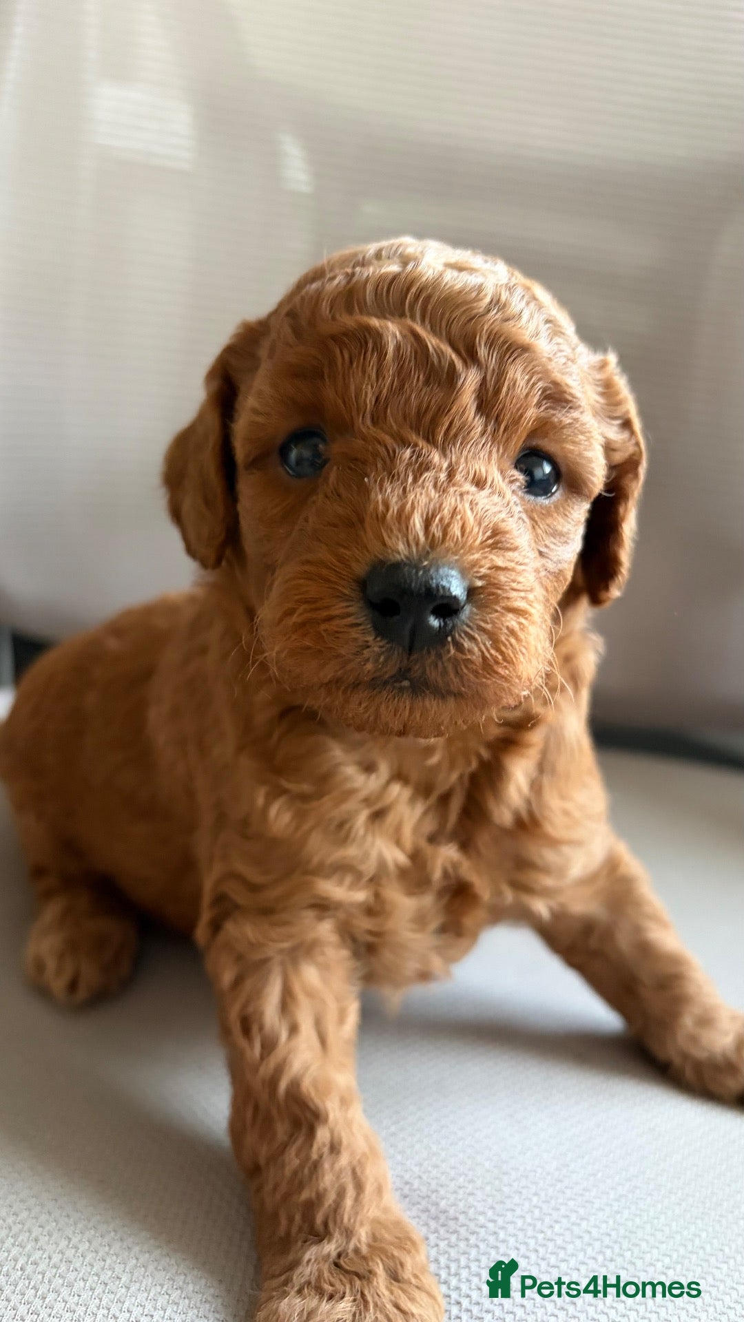 Irish Doodle dogs 3 Gorgeous Irish Doodle Boy Puppies - Advert 3