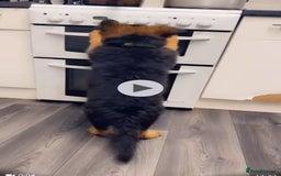 German Shepherd dogs for sale: Czech long hair German shepherd  - Image 13
