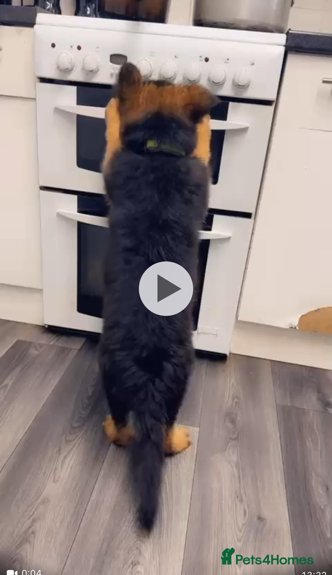 German Shepherd dogs for sale: Czech long hair German shepherd  - Image 13