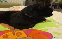 Mixed Breed cats for sale: Loki & Nova - Image 19