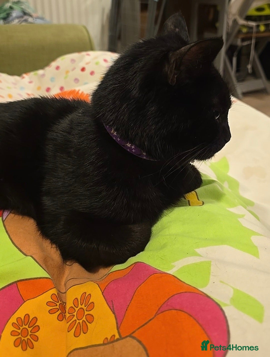 Mixed Breed cats for sale: Loki & Nova - Image 19
