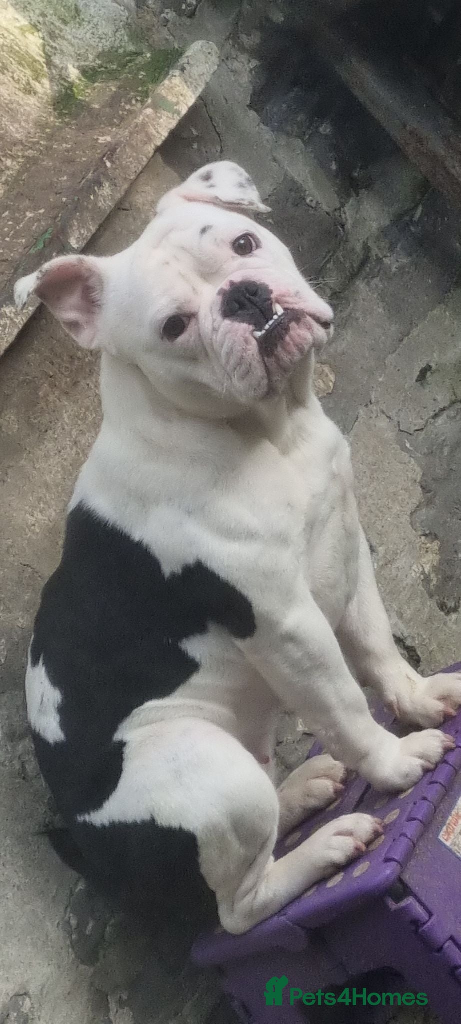 Mixed Breed dogs French x English bulldog  - Advert 1