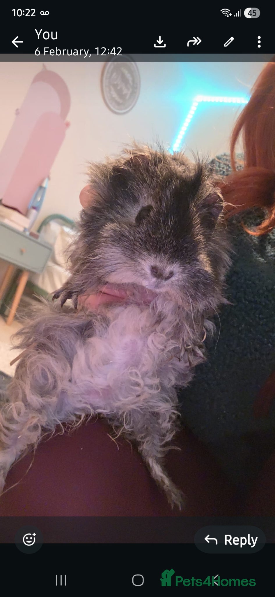 Mixed Breed rodents 3 female guinea pigs - Advert 4