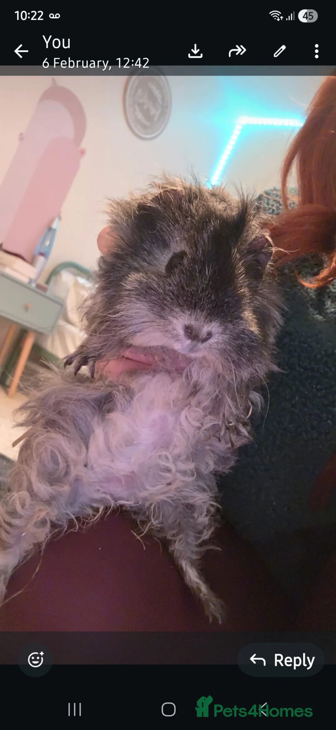 Mixed Breed rodents for sale: 3 female guinea pigs - Advert 1
