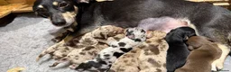 Dachshund dogs for sale: Beautiful Dachshund Puppies – 5 Males & 2 Females - Advert 9