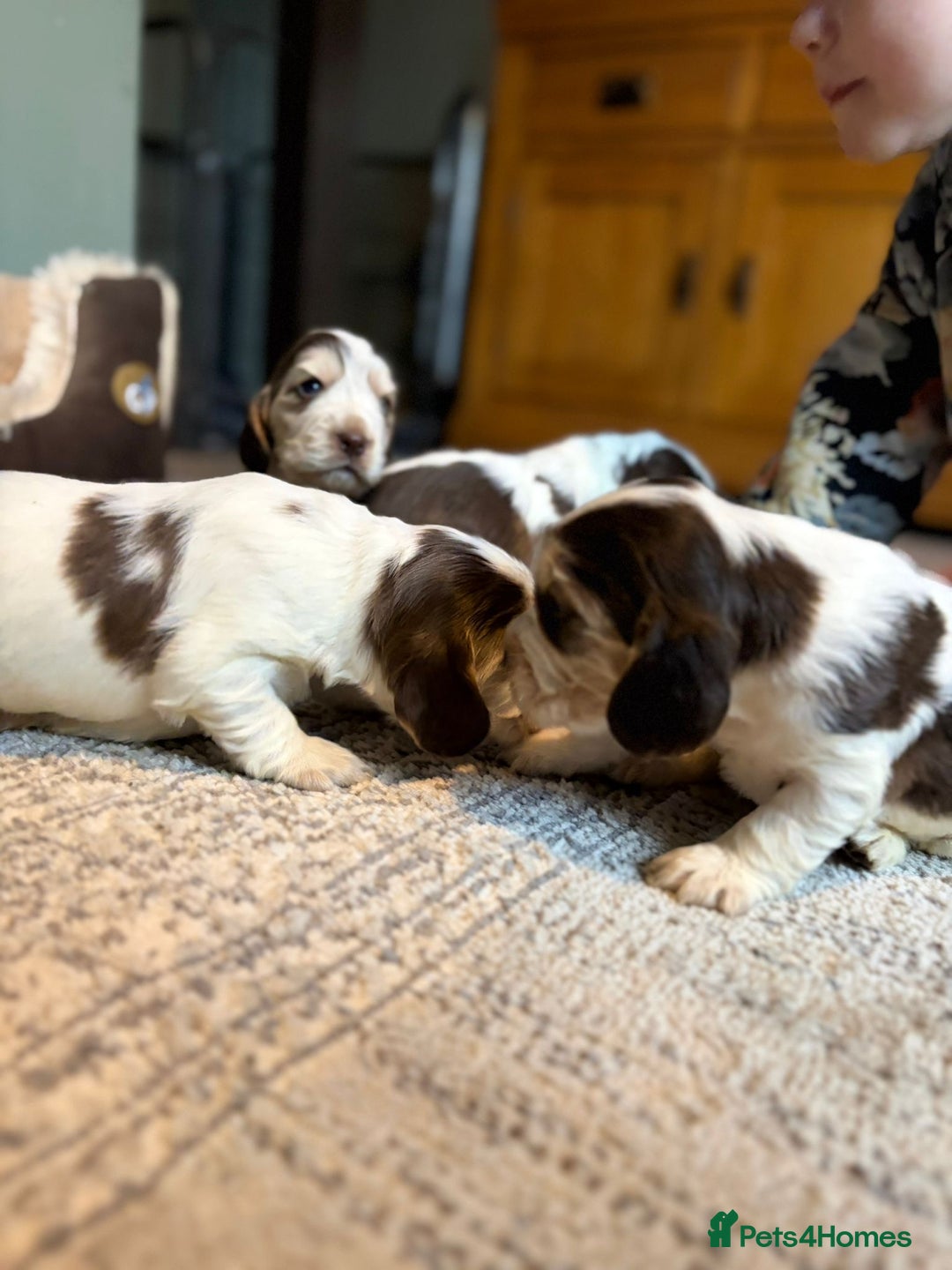 Cocker Spaniel dogs for sale: 🩷Stunning chocolate sable roan show type cocker🩷 - Advert 20