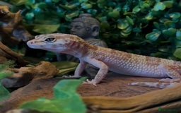 Leopard Gecko reptiles for sale: 3 leopard geckos for sale  - Image 3
