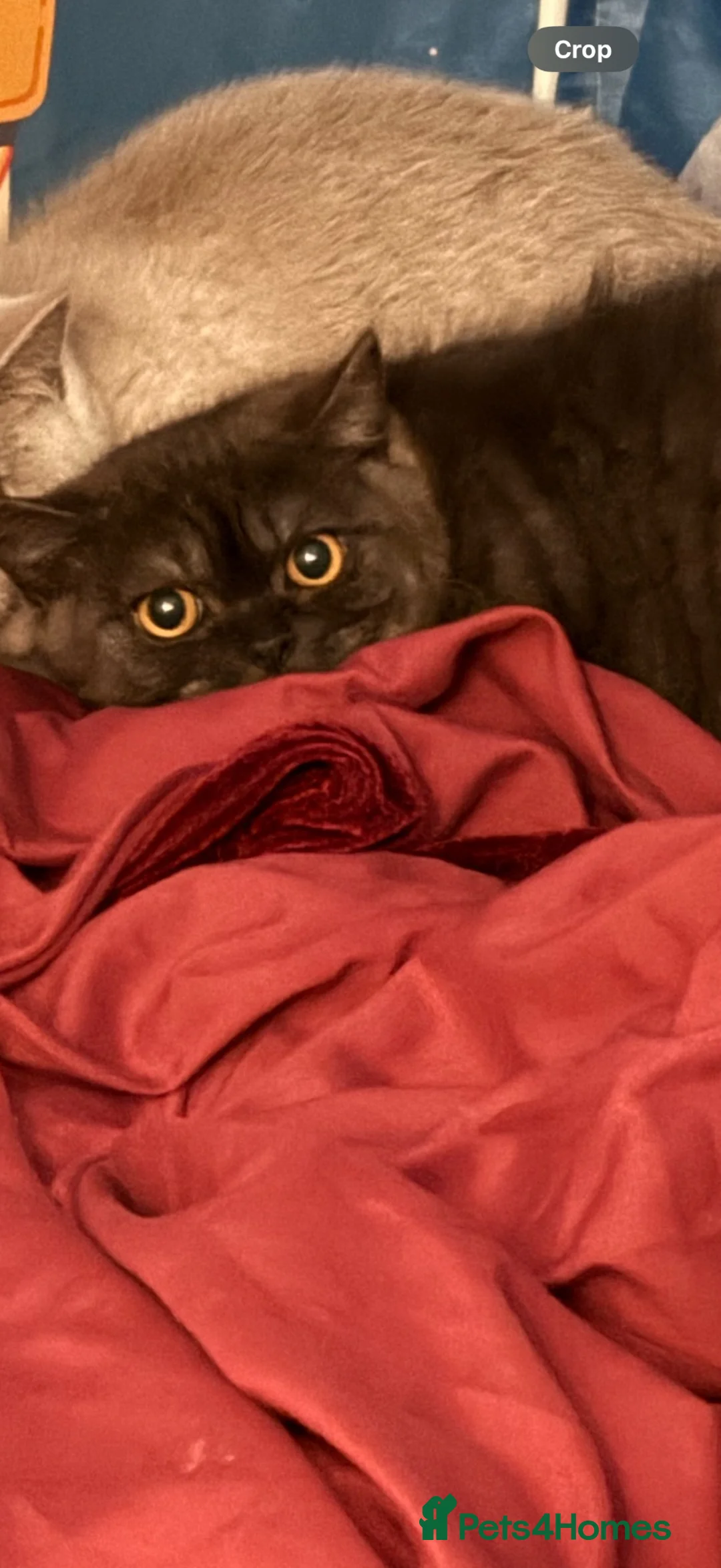 British Shorthair cats for sale:     GCCF Active Black/Chocolate BSH Queen  - Advert 1