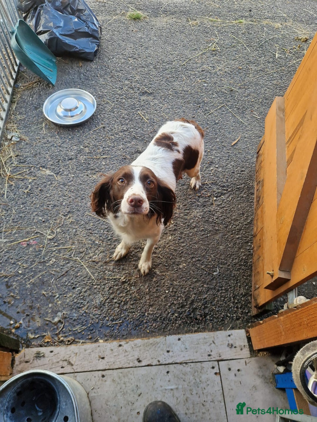 Sprocker dogs for sale: Beautiful sprocker puppies - Advert 3