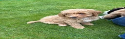 Cockapoo dogs for sale: Cockapoo Puppies!! 🐶  - Advert 22
