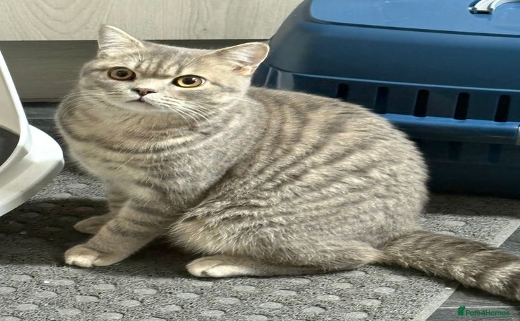 British Shorthair cats - Advert 11
