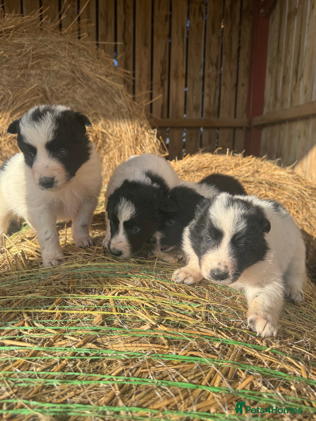 Border Collie dogs for sale: Very cute Border Collie Pups From Working Dogs - Advert 27