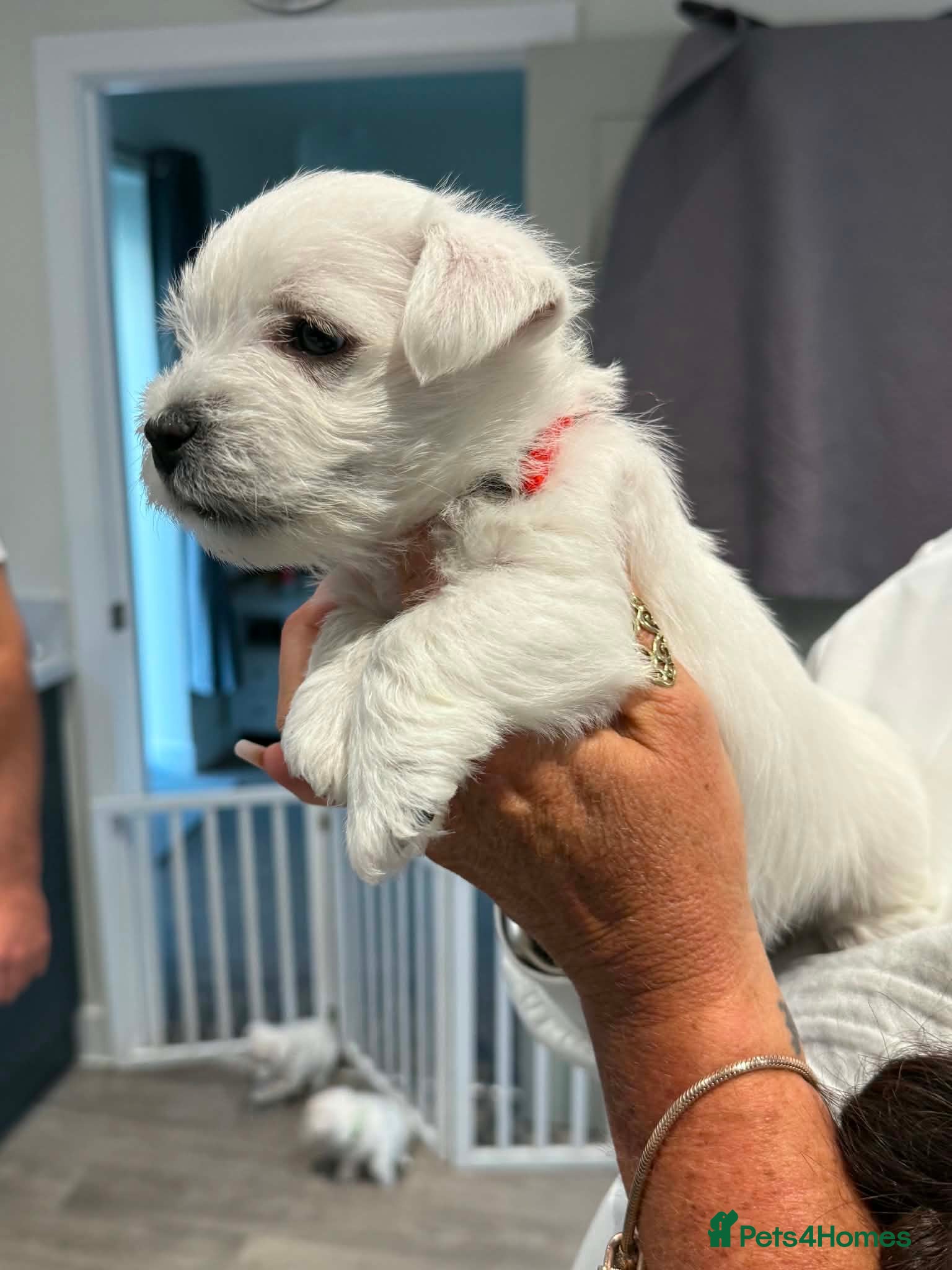West Highland Terrier dogs Beautiful Westie puppies  - Advert 1