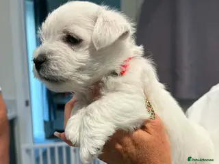West Highland Terrier dogs KC registered Beautiful Westie puppies coi 1.6 - Advert 1