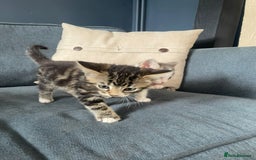 Domestic Shorthair cats for sale: Three beautiful playful kittens. - Image 9