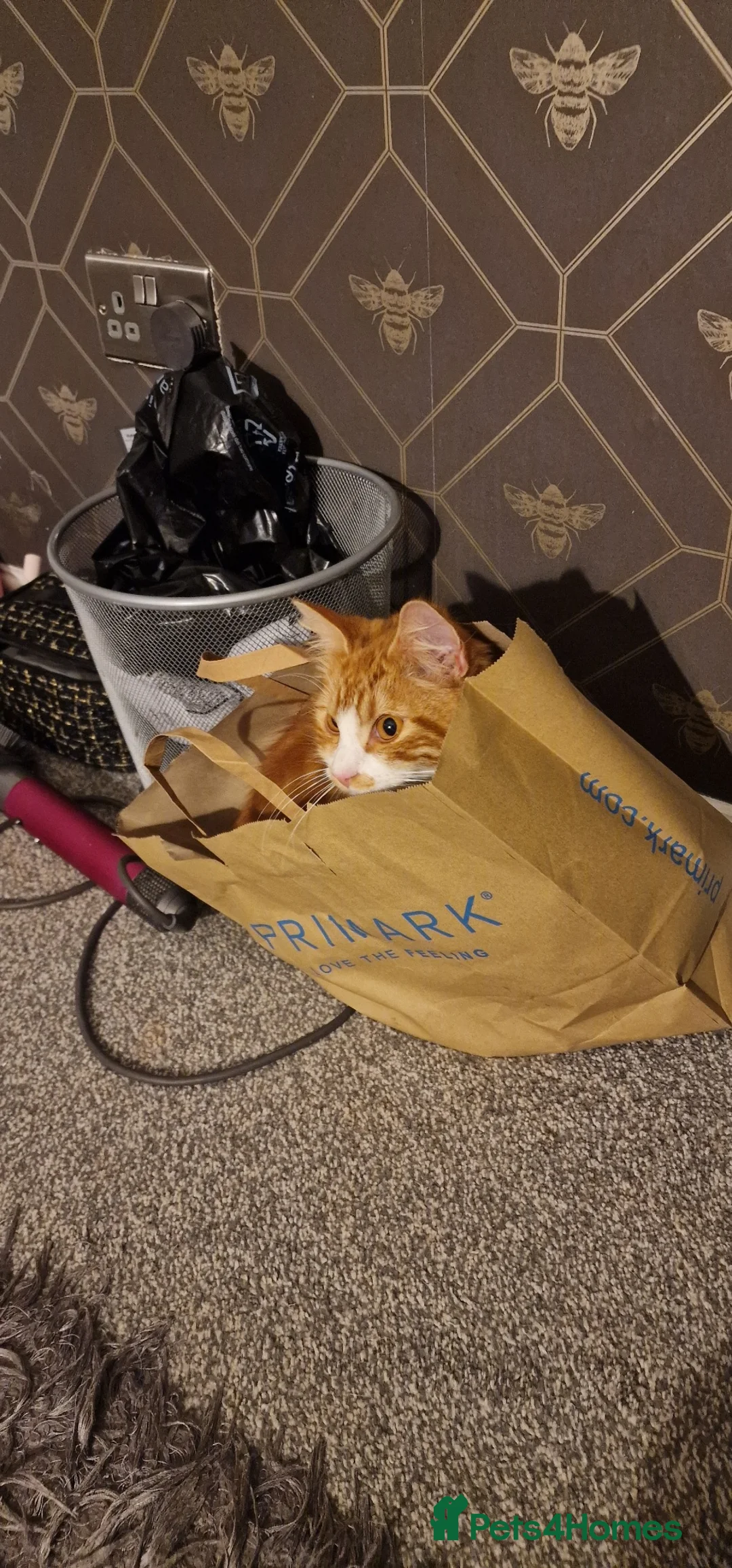 Mixed Breed cats for sale: Tiggy - Advert 3