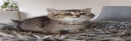 Scottish Fold cats for sale: Stunning TICA Scottish fold and straight kittens   - Advert 10