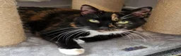 Mixed Breed cats for adoption: The Sweetest Sisters – Kid friendly - Advert 2