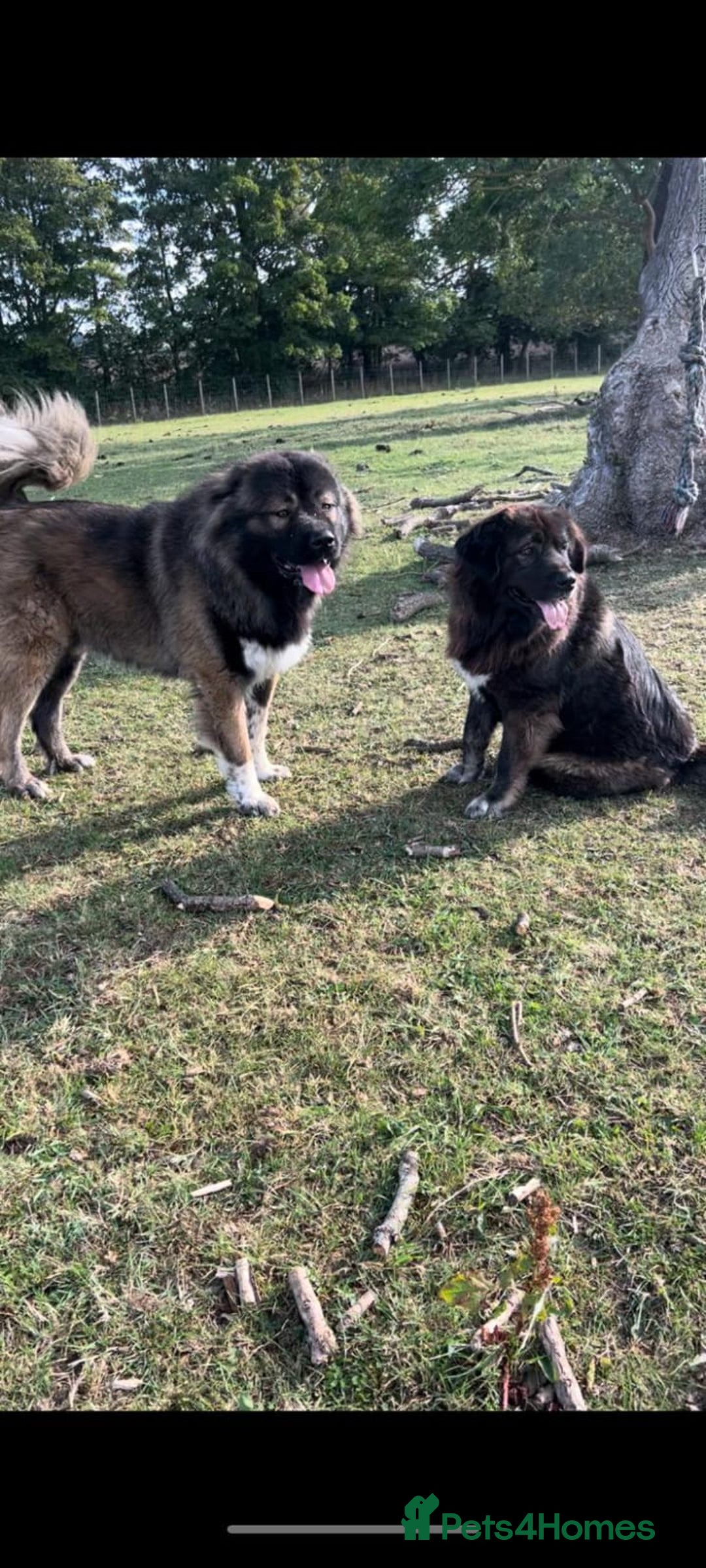 Caucasian Shepherd Dog dogs for sale: Caucasian shepherd puppies for sale - Advert 9